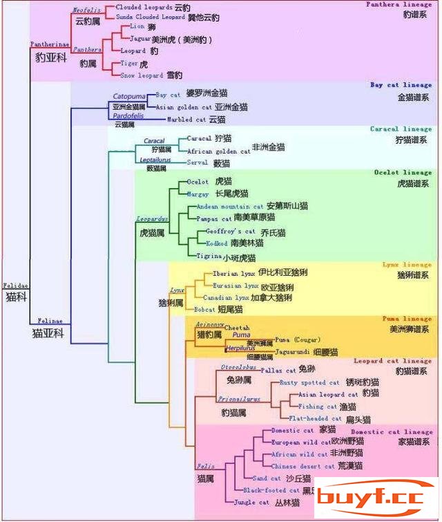 猫咪和老虎到底有什么渊源？