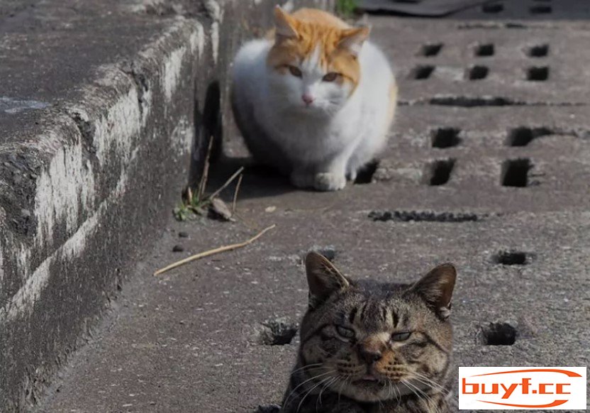 流浪猫、田园猫、宠物猫的区别在哪里？