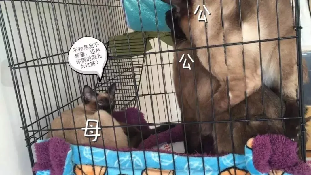 猫咪也有同性恋吗？