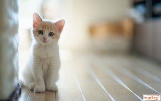 猫咪只认一个客人吗？(猫咪只认一个客人吗视频)