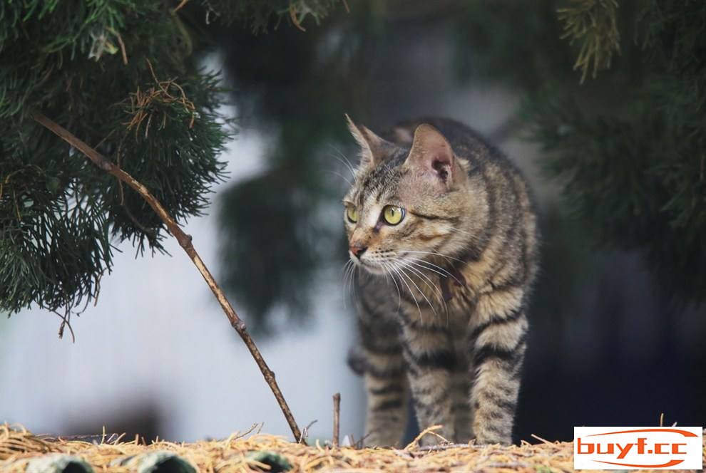 中国5大猛猫排行榜，你知道几个？