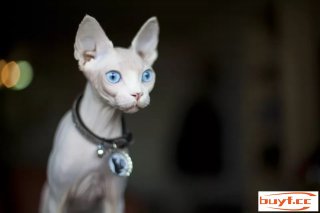 世界名猫之斯芬克斯猫种类先容(斯芬克斯猫的种类)