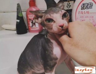 斯芬克斯猫实在是超等好养的(斯芬克斯猫好养不)