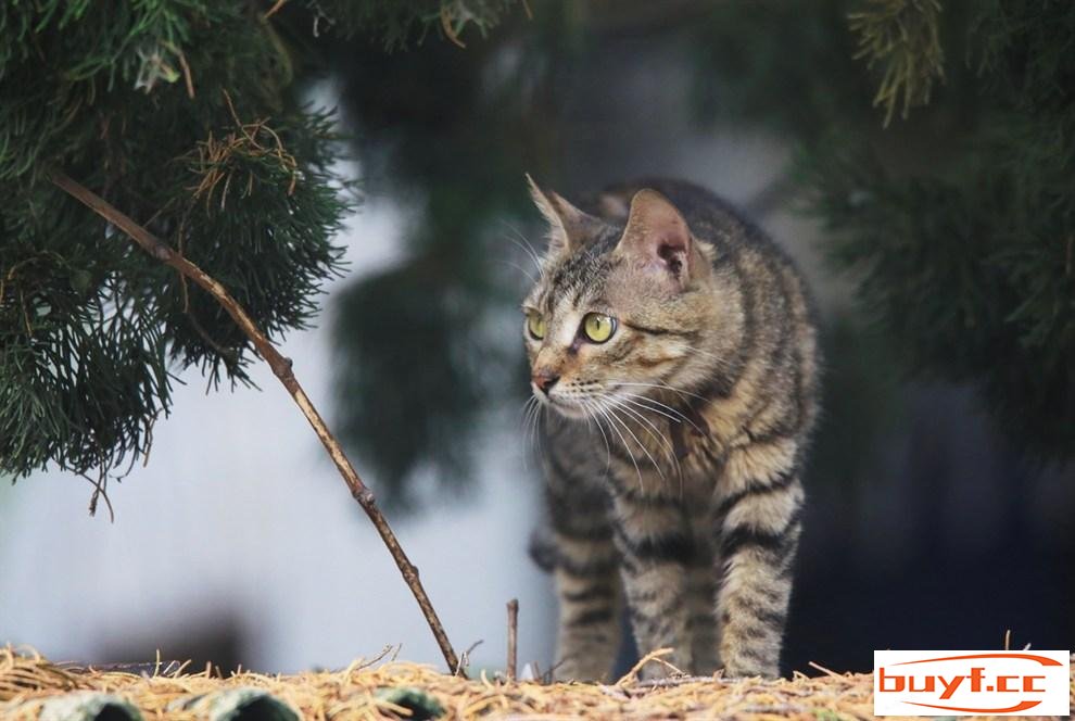 五种最好养的猫咪品种！你们家猫咪上榜了吗？