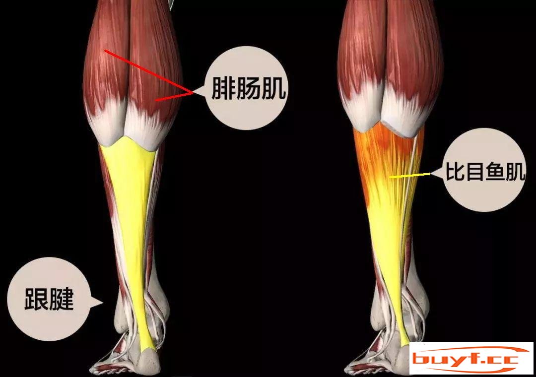 跑步能瘦腿吗会不会越来越粗