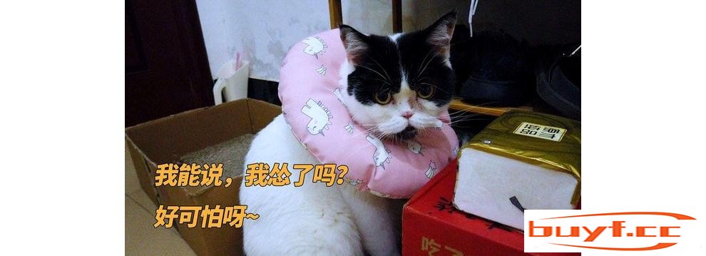 别再吓唬猫咪了！它害怕这些东西，不是一天两天