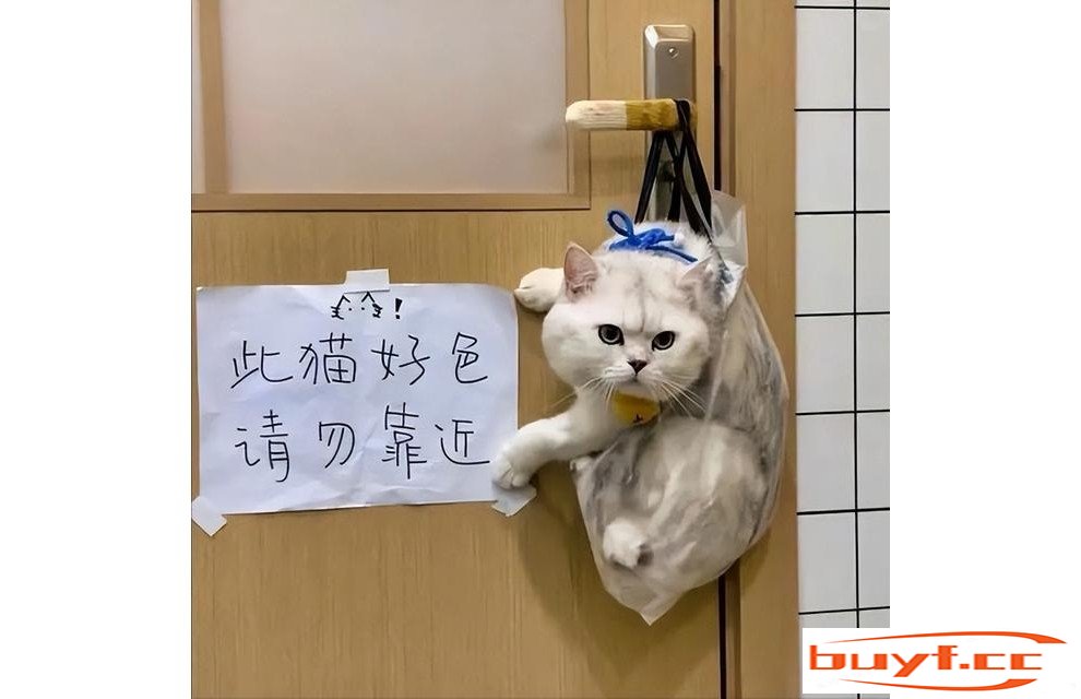 盘点猫咪“社死”瞬间，隔着屏幕都感觉到尴尬