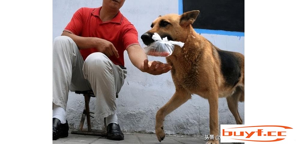 狗狗帮主人买水果，临走前不忘顺一个：送我一个，下次还来