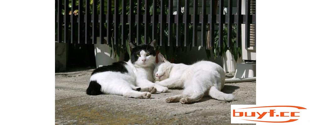 “土猫”和“宠物猫”有哪些区别？这几点过分真实了