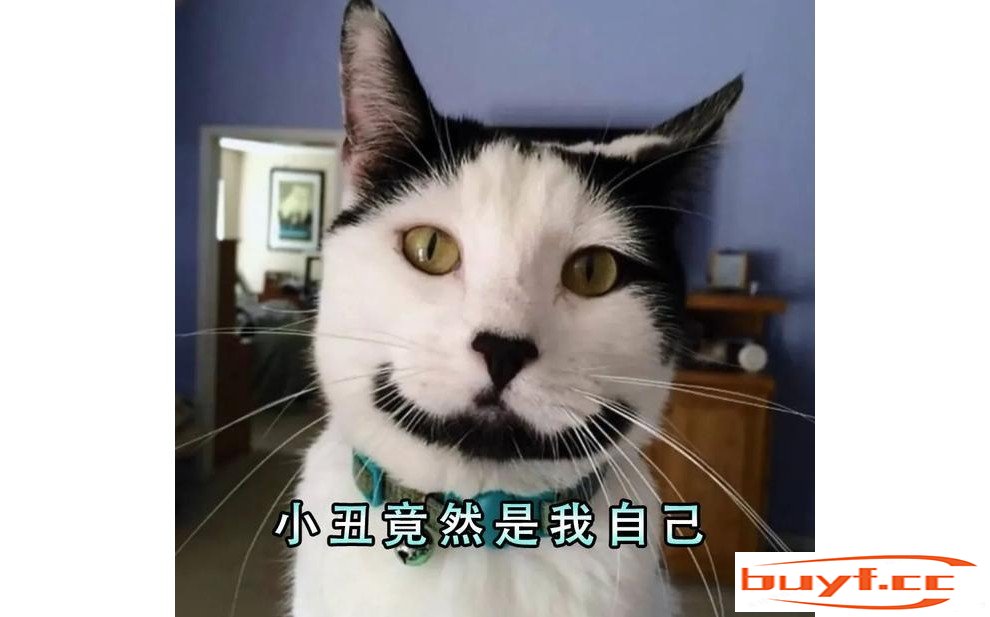 “土猫”和“宠物猫”有哪些区别？这几点过分真实了