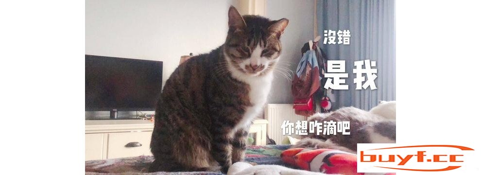 猫咪被“宠坏”的5大迹象，再惯着，你就是害了它