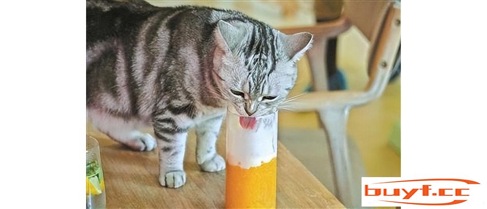 猫咪“不能吃”的食物，赶紧收藏，别傻傻不知道了