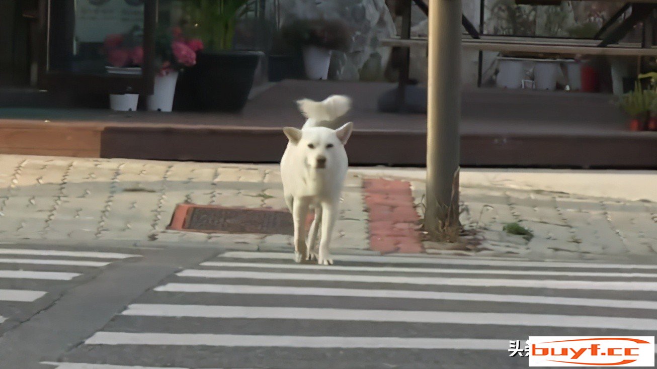 黑猫收流浪狗做小弟，教会狗收过路费，这就是宠物界的黑道吗？