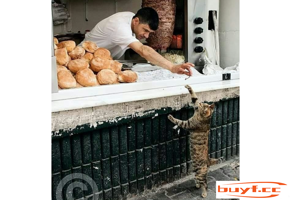 一组温暖可爱的猫咪图片，总有一张能治愈你的心