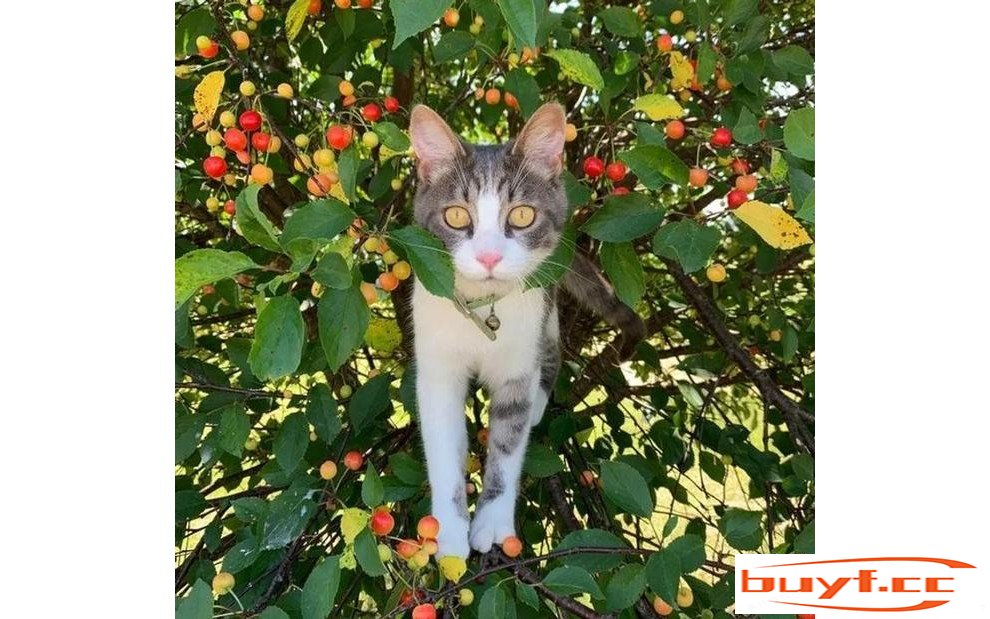 一组温暖可爱的猫咪图片，总有一张能治愈你的心