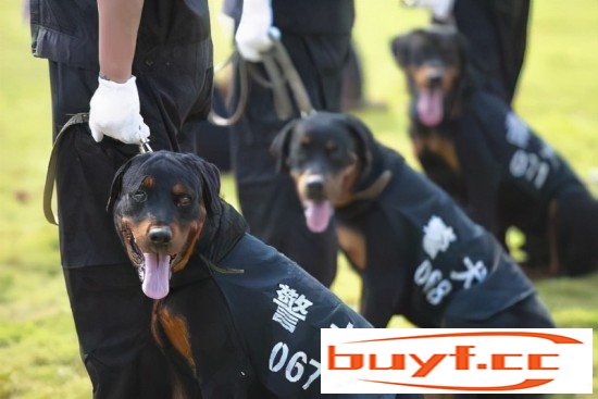 如今，中国使用的7大警犬，个个都是好帮手