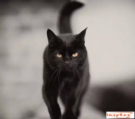 “黑猫”的弃养率为什么这么高？原来是这5点很“遭人嫌”(弃养率最高的猫