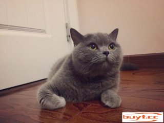 英短蓝猫的毛色明明是灰色的，为什么叫蓝猫？(英短蓝猫的毛色明明是灰色的