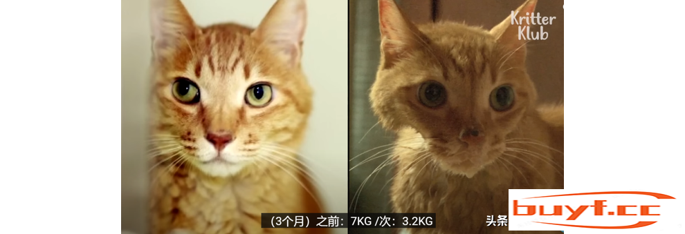 猫咪总是闷闷不乐，会不会是抑郁了？