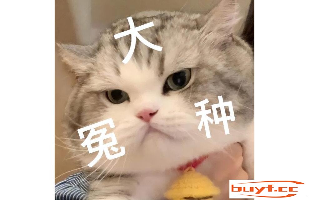 想“养猫”的看过来，这5种猫，聪明又好养！