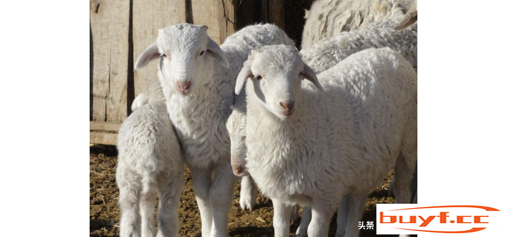 盘点国内外“10大”品种羊，普通人买不起吃不起！土豪买来当宠物