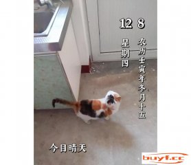 猫咪