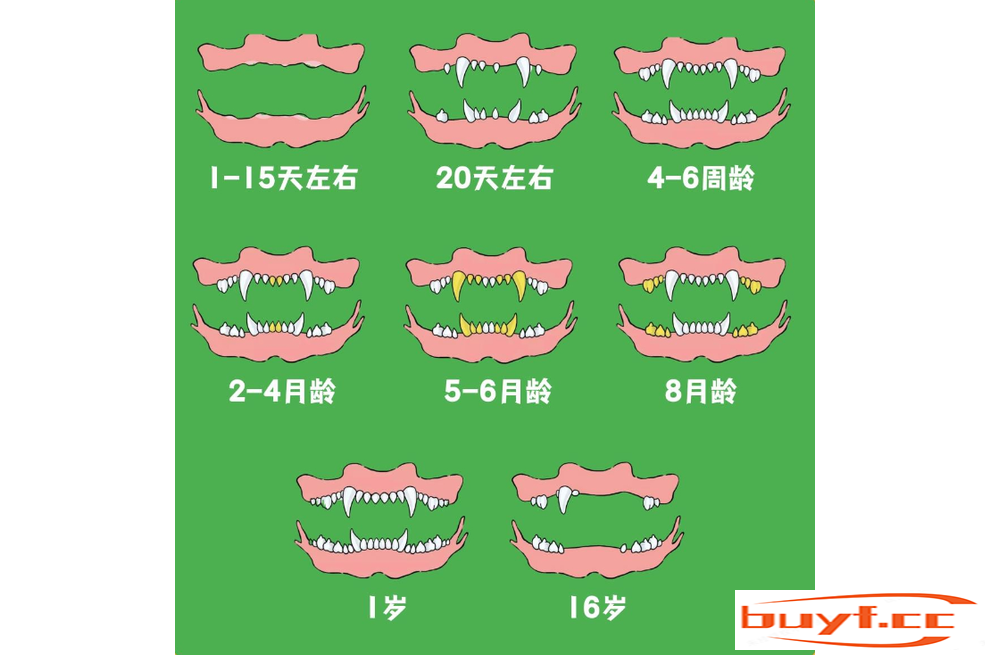 如何判断狗狗的年龄？看这6个地方，你就懂了