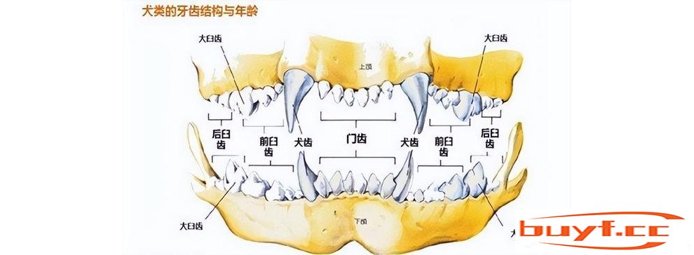 如何判断狗狗的年龄？看这6个地方，你就懂了