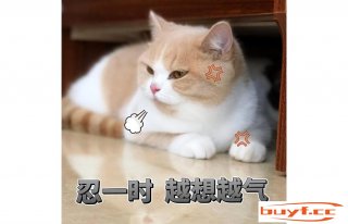 养猫忠告：猫咪很“讨厌”的6件事，恨你并不是没有原因的 (养猫之后觉得猫很