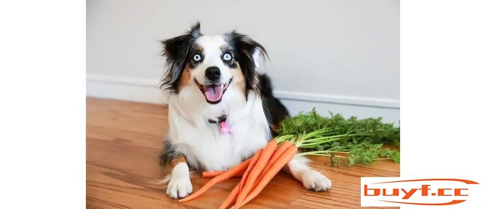 还在问狗狗能吃什么蔬菜？优秀的饲养员早已了解