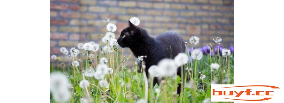 老一辈常说，养猫就养黑猫，是有道理的！