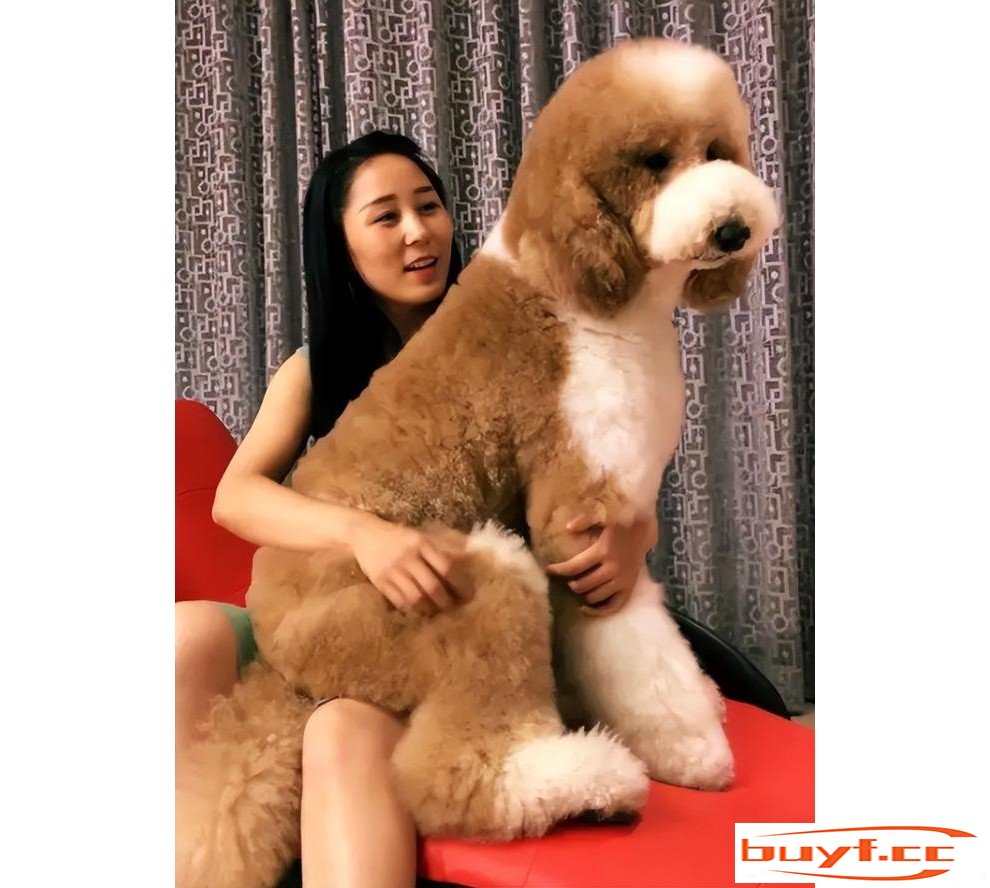 为什么养“巨型贵宾犬”的人多？养过的都懂，太好养了！