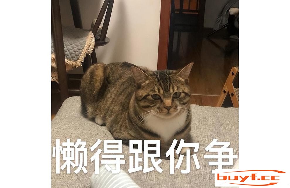 原来“狸花猫”的优点这么多，难怪越来越多人养了！