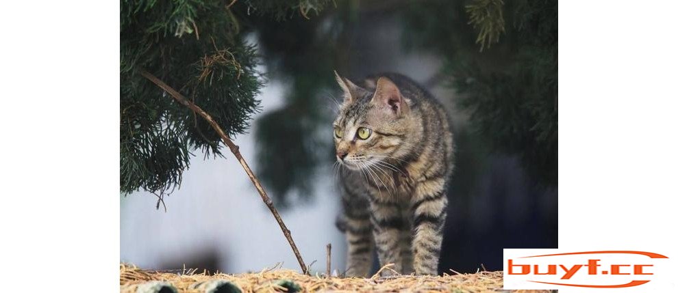 原来“狸花猫”的优点这么多，难怪越来越多人养了！