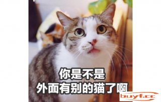 猫咪的这些表示，实在是缺掉“母爱”，别轻忽了 (猫咪,缺爱的表现)