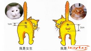 猫咪性常识：母猫会来月经吗？ (猫咪性常识:母猫会来月经吗)