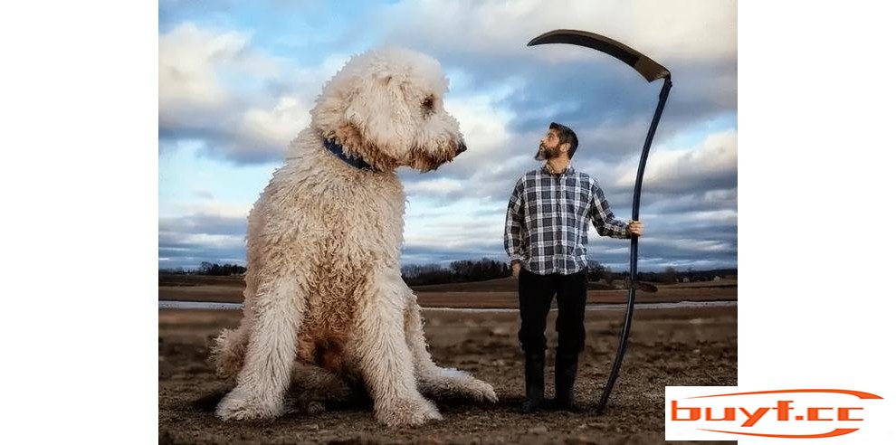 为什么养“巨型贵宾犬”的人多？养过的都懂，太好养了！