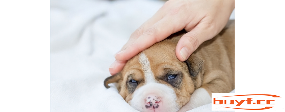 什么是犬瘟？这种无法完全治愈的疾病，主人要做好预防