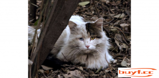 没有要再随意摈弃猫咪了，会有这几种前因，让人肉痛 (什么行为会让猫咪恨主