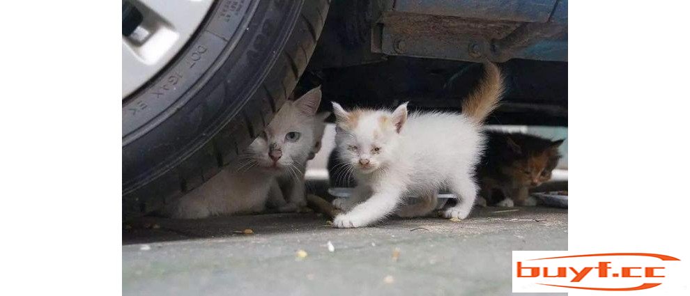 不要再随便抛弃猫咪了，会有这几种后果，让人心痛