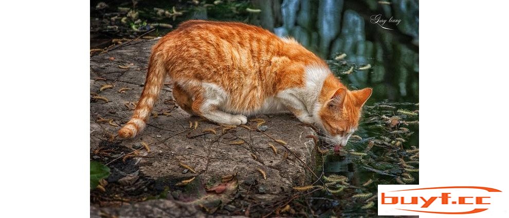 不要再随便抛弃猫咪了，会有这几种后果，让人心痛