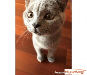 我以及我的宠物猫的故事 (我以及我的宠物猫的故事英语)