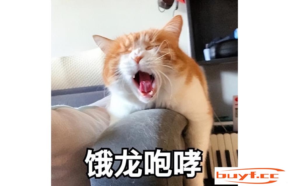 猫咪爱叫，其实传达的信号很多，你知道多少呢？