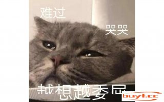 客人阳了，猫咪竟叼老鼠回来喂她，真年夜逆子！