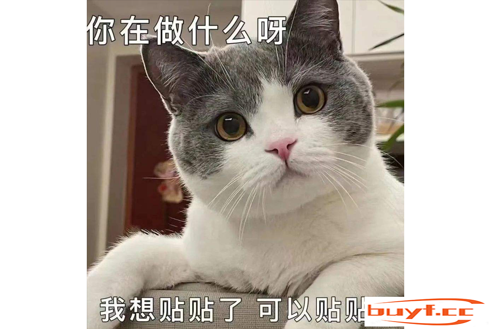 猫咪的这些行为，是在找你玩耍，别傻傻不知道