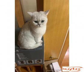 可恶小猫咪 (可恶的小猫咪)