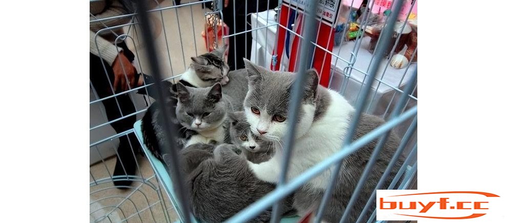 宠物猫，10人买有9人坑？分析8种常见猫咪，不再被商家忽悠