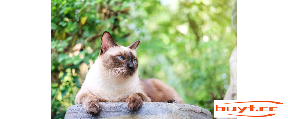 宠物猫，10人买有9人坑？分析8种常见猫咪，不再被商家忽悠