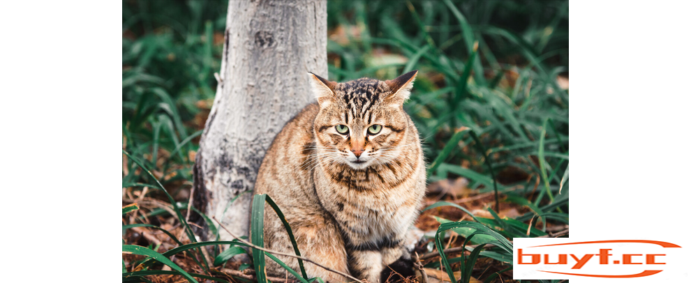 宠物猫，10人买有9人坑？分析8种常见猫咪，不再被商家忽悠