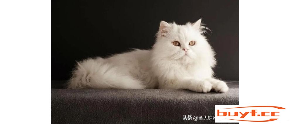 超萌超可爱！却是世界上最昂贵的10种宠物猫咪